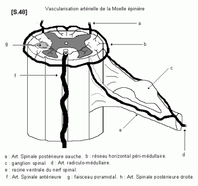 S 48 moelle vascularisation