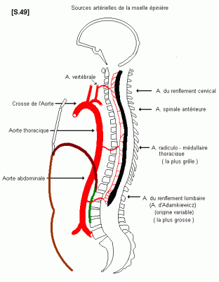 S 49 sources arterielles